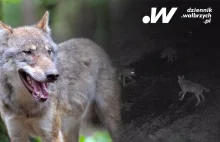 Czechy. Wilki zaatakowały tuż przy granicy z Polską
