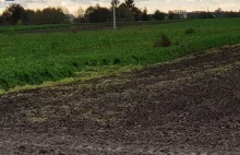 Zięć stał na czatach, żona schowała się za słupem, a teściowa w budzie dla psa