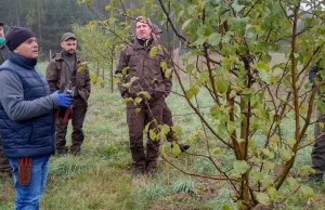 Leśnicy posadzą ponad tysiąc drzew owocowych