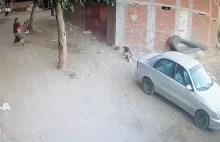 Kot ochronił chłopca przed psem, który go zaatakował