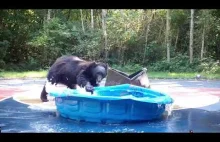 Niedźwiedź niszczy plastikowy basen na podwórku