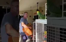 Śpiewa papuga i mnie to wzrusza