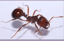 Odkrycie Supergenu prowadzi do nowej wiedzy o mrówkach ognistych