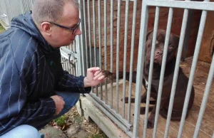 Pitbulle, które zagryzły chłopca nie zostaną uśpione