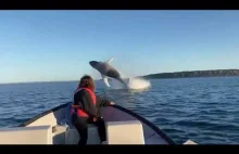 Wieloryb wielokrotnie wyskakuje z wody
