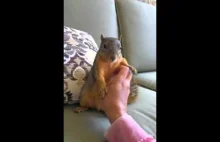 Rozśmieszanie wiewiórki