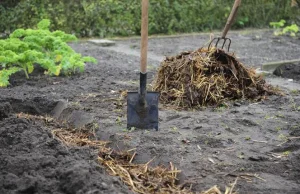 Poradnik dla posłów. Jak stosować obornik!