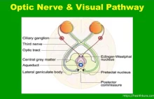 Glaucoma: Symptoms, Causes, Prevention, & More