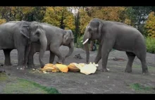 Słonie zgniatają olbrzymie dynie