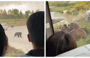 Niedźwiedzie zabiły pracownika zoo. Wszystko działo się na oczach zwiedz...