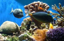 Wielka Rafa Koralowa straciła już połowę swoich koralowców