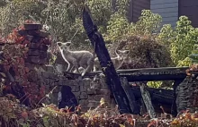 Zagadkowe drapieżniki w centrum Lublina. "Mogą być z rodziny...