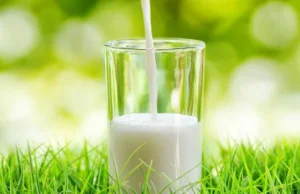 Wykryto związek między piciem mleka i rakiem piersi