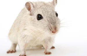 Hamsters confirm -- face masks work against the coronavirus