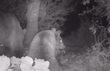 Niedźwiedzie podczas kolacji [VIDEO