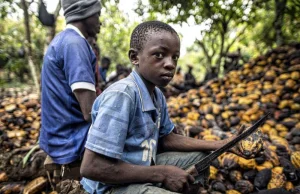 Producenci czekolady zawiedli. Dzieci wciąż pracują na plantacjach kakaowca.