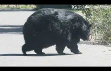 Duży niedźwiedź spaceruje po ulicy