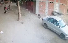 Kot ratuje dziecko zaatakowane przez psa