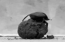 Prawdziwe fakty o chrząszczu gnojowym