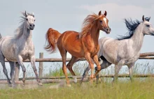 Aukcja Pride of Poland kończy się skandalem. Konie sprzedawane tylko na...