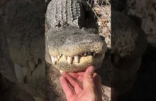 Ryk aligatora!!!