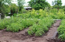 Pomidor wybór pola, stanowiska, nawożenie organiczne i mineralne