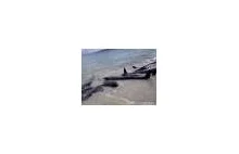 Wielka akcja ratunkowa: ok. 80 waleni i delfinów wyrzuconych na brzeg [pics]