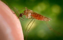 Zgony na malarię w Belgii