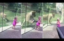 Lew próbuje rzucić się na małą dziewczynkę
