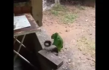 Zabawna zielona papuga śpiewa piosenkę dla dzieci
