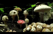 DARY LASU ] Jak rosną grzyby TIMELAPS