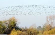 Gdyby tego było mało to do Polski leci tysiące zarażonych ptaków z ptasią grypą.