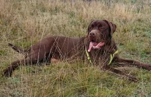 Suflet, 9 miesięczny labrador do adopcji