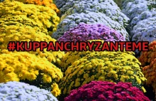 Rusza akcja wspierająca sprzedawców kwiatów i zniczy! #kuppanchryzanteme -...