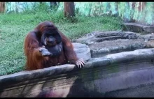 Orangutan prosi o banany i odrzuca z powrotem skórki :)