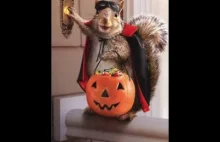 Halloween funny Animals #halloween #funny #animals #