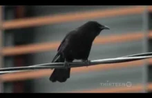 Crows : Documentary on The Intelligent World of Crows