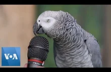 Talking Parrot