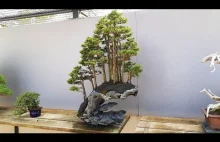 Piękny las bonsai na skale