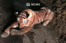 Szkocka policja „walczyła” z pluszowym tygrysem przez 45 minut