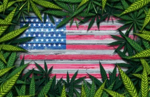 Cztery kolejne stany legalizują marihuanę do celów rekreacyjnych! Arizona,...