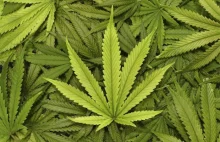 Konta dwóch milionów hodowców marihuany znajdują się w sieci