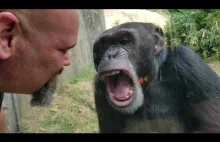 małpa uczy człowieka