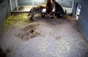 Hiena odgryza palec opiekunce i go zjada
