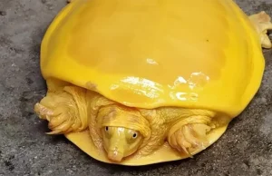 Ten kawałek topionego sera jest w rzeczywistości rzadkim żółwiem albinosem