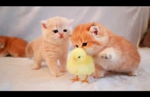 Kocięta chodzą z małym kurczakiem