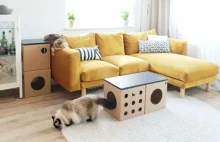 Polka projektuje KOTartony czyli kartonowe meble dla kotów i ich właścicieli