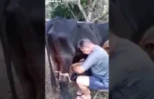 Krowa zemściła się na rolniku, który obraził jej cielę