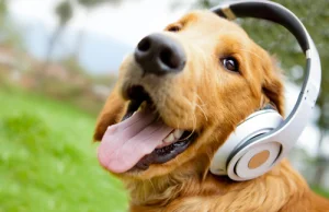 Muzyka klasyczna uspokaja zwierzęta