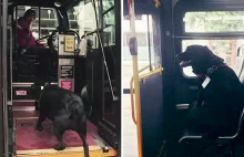 Pies sam jeździ codziennie autobusem - do parku na spacer.